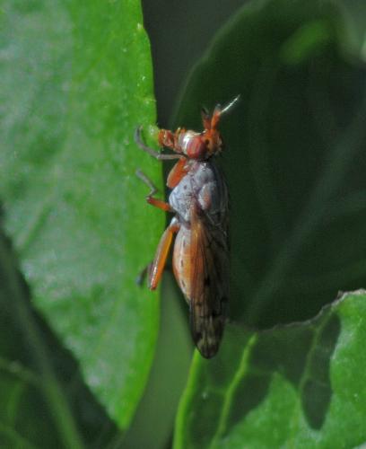 Réf. 305 036 : Elgiva cucularia